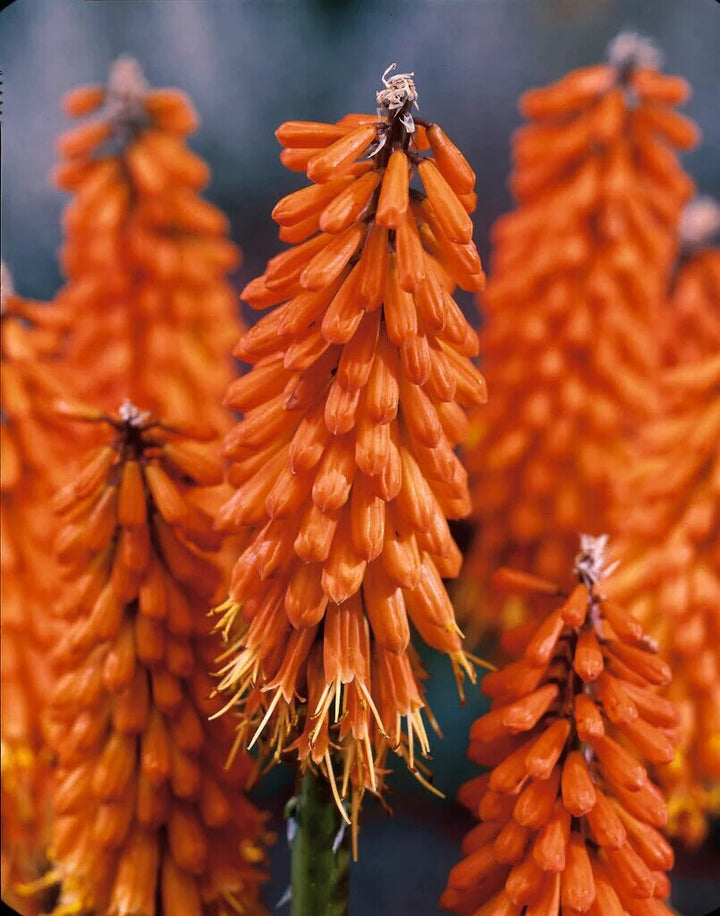 Orange Kniphofia Uvaria Flower Seeds – Heirloom, Non-GMO, High Germination Seeds