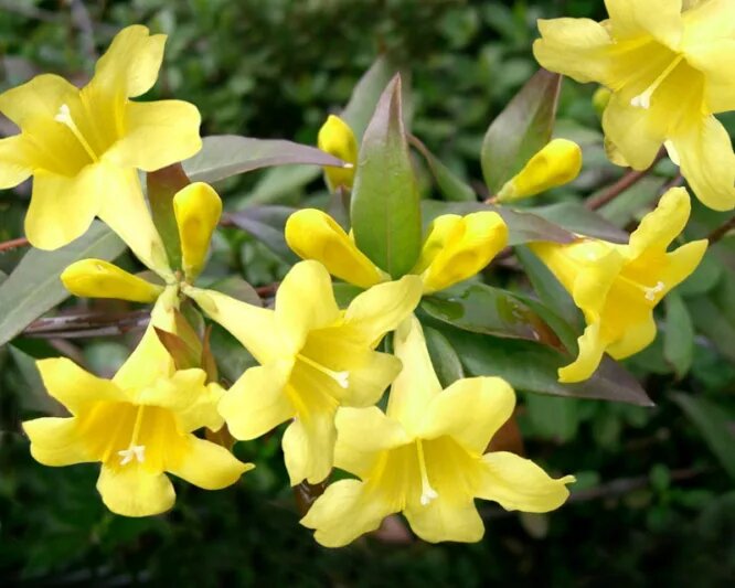Gelsemium sempervirens Flower Seeds – Heirloom, Non-GMO, High Germination