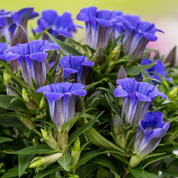 Gentiana Scabra Seeds Heirloom Non-GMO High Germination Seeds for Planting