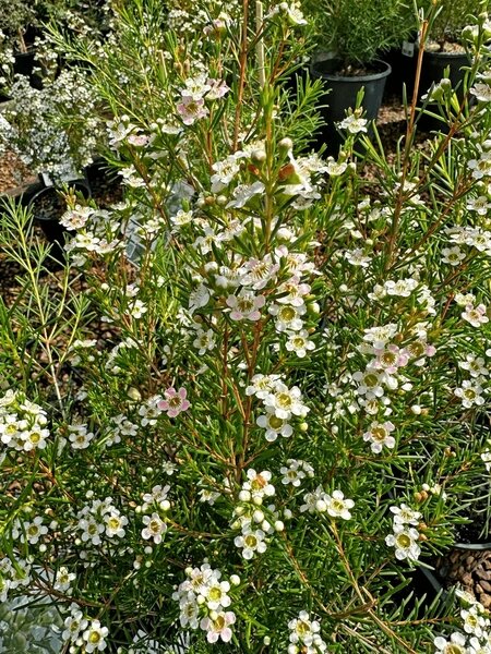 Chamelaucium Flower Seeds White for Planting – Heirloom Non-GMO High Germination Seeds