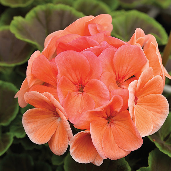 Geranium Flower Seeds Orange – Heirloom, Non-GMO, High Germination Seeds