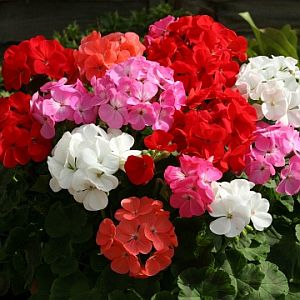 geraniumcabaretfimportedheirloomnongmohighgerminationorganicgarden flower seeds