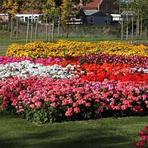 geranium dancer flower seeds