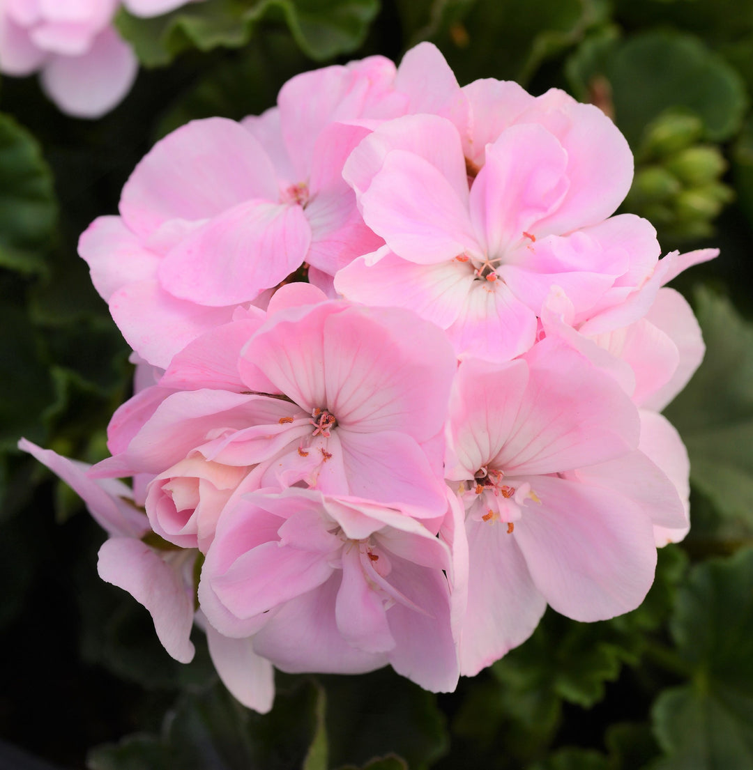 Apple Blossom Flower Seeds Light Pink for Planting – Heirloom Non-GMO Organic Garden Seeds