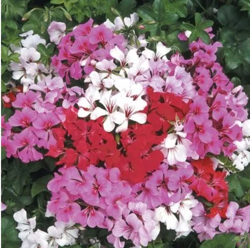 geraniumivytornadofheirloomnongmohighgerminationorganicgarden flower seeds