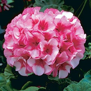 Violet Double Geranium Flower Seeds – Heirloom, Non-GMO, High Germination Organic Garden Seeds for Planting