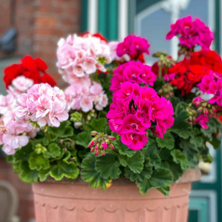 Geranium Flower Seeds Mixed – Heirloom, Non-GMO, High Germination Seeds