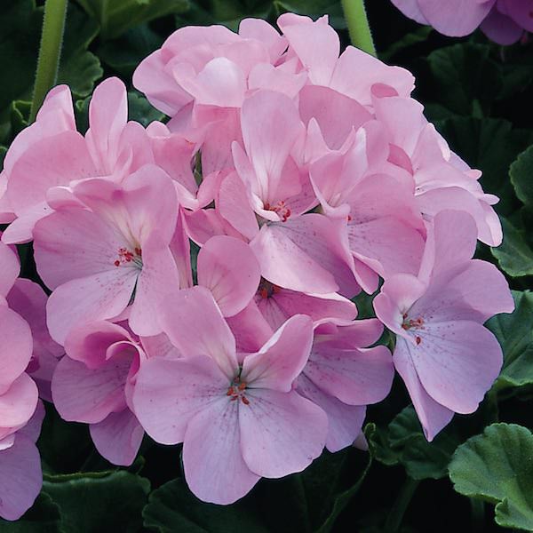 Lavender Geranium Flower Seeds – Heirloom, Non-GMO, High Germination Seeds