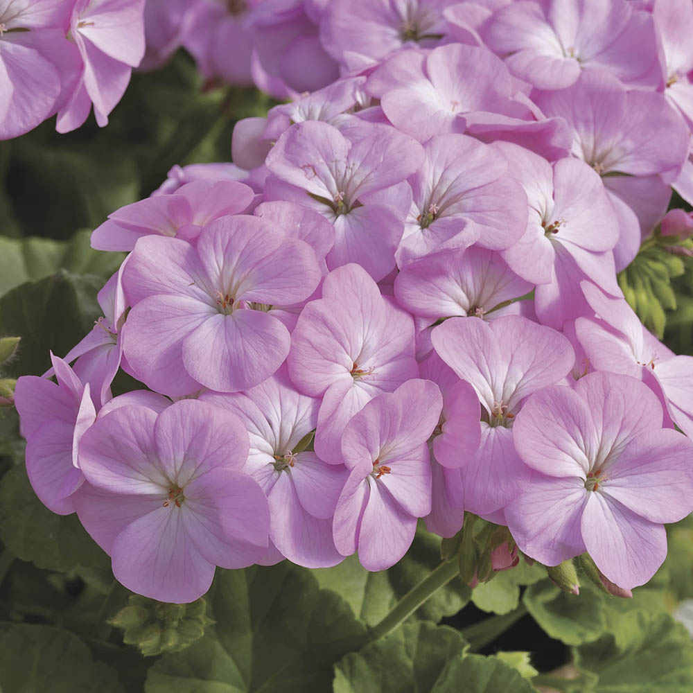 Lavender Geranium Flower Seeds – Heirloom, Non-GMO, High Germination Seeds