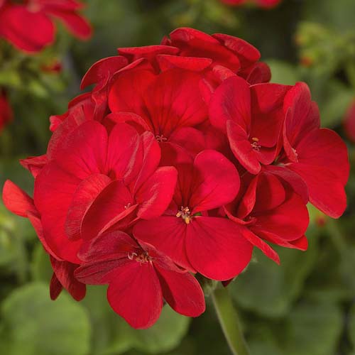 Geranium Flower Seeds Red – Heirloom, Non-GMO, High Germination Seeds for Planting