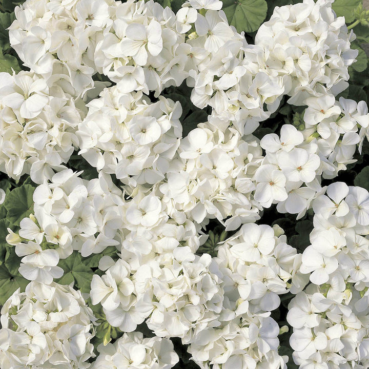 Geranien Blumensamen Weiß – Alte Sorte, gentechnikfrei, hohe Keimrate
