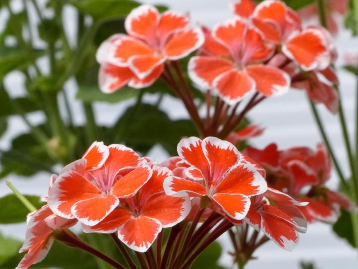 Orange White Univalve Geranium Flower Seeds – Heirloom, Non-GMO, High Germination