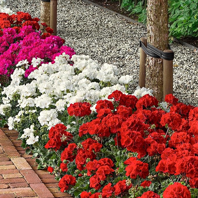 geranium pelargonium flower seeds