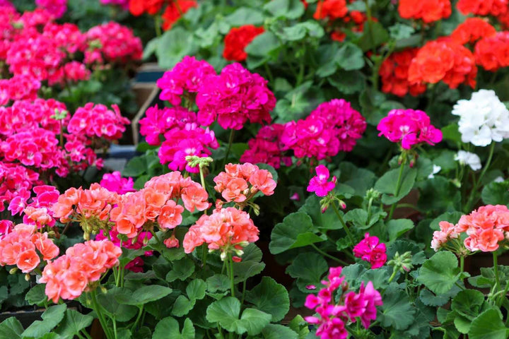 Mixed Geranium Flower Seeds – Heirloom, Non-GMO, High Germination Seeds