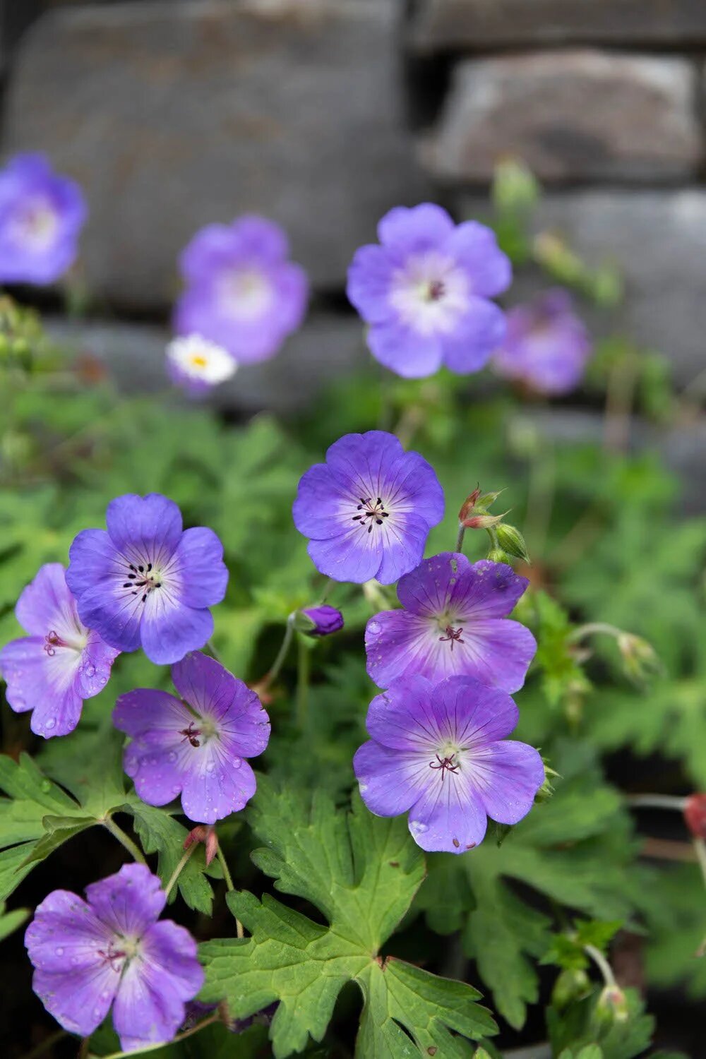 Purple Geranium Flower Seeds – Heirloom Non-GMO High Germination Seeds
