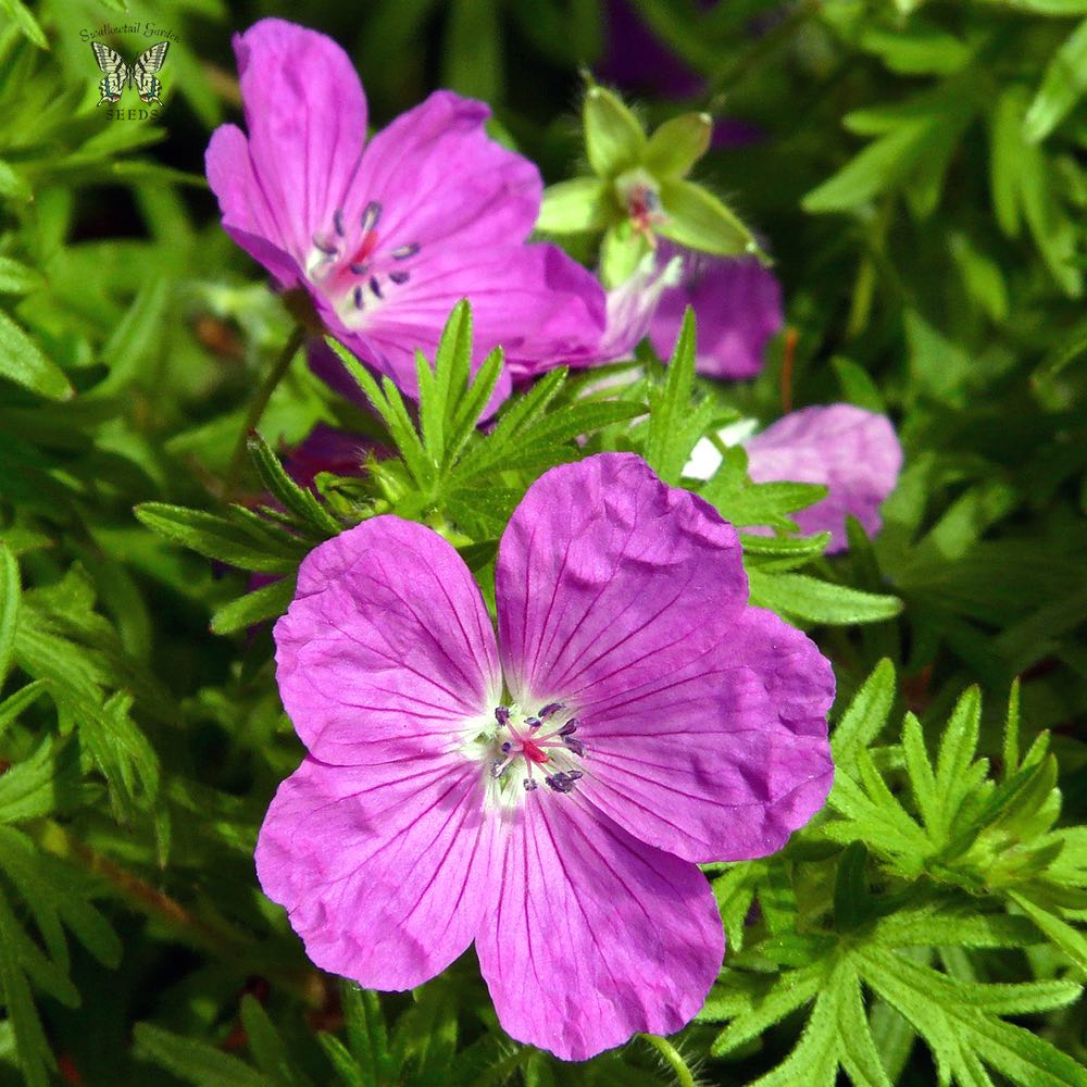 Pink Geranium Flower Seeds – Heirloom Non-GMO High Germination Organic Seeds