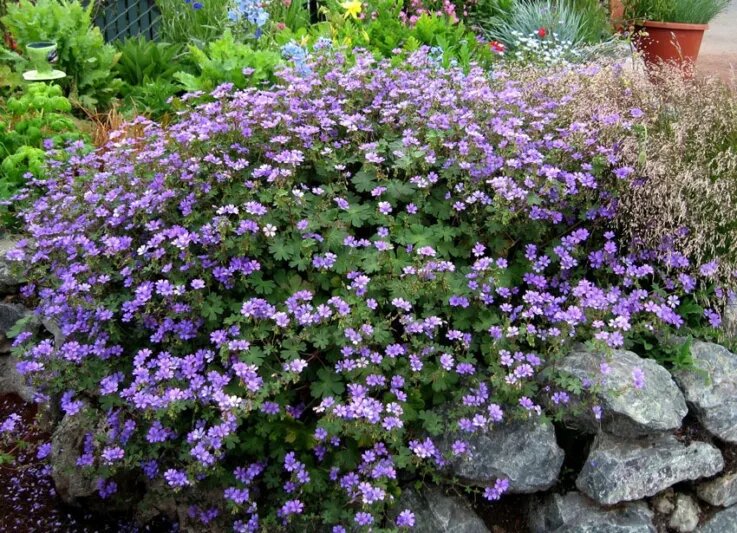 Geranium Pyrenaicum Flower Seeds – Heirloom, Non-GMO, High Germination Seeds