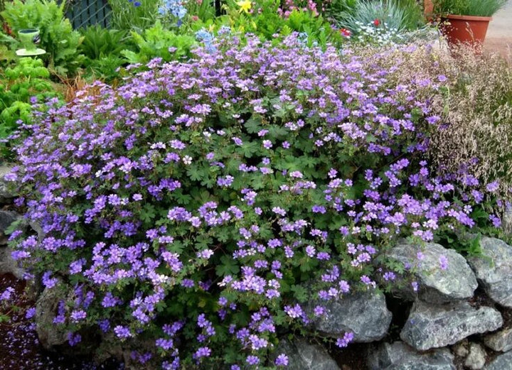 Geranium Pyrenaicum Flower Seeds – Heirloom, Non-GMO, High Germination Seeds