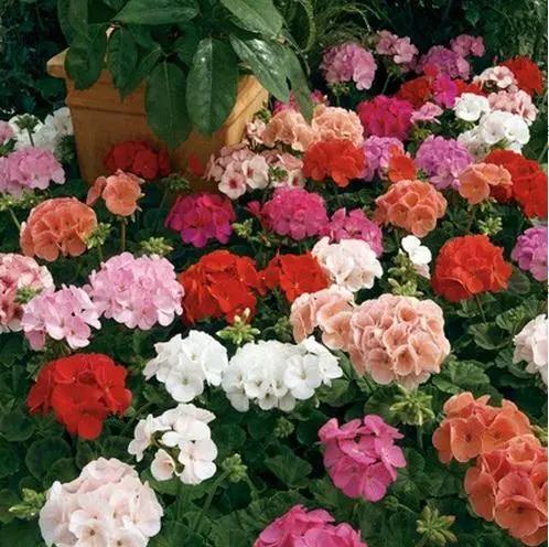 Mixed Geranium Flower Seeds – Heirloom, Non-GMO, High Germination Seeds