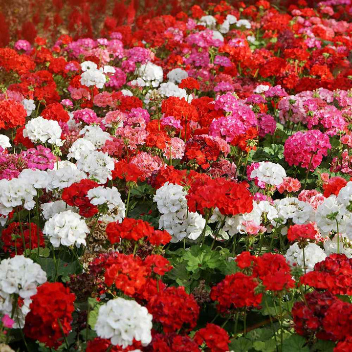 Perennial Geranium Flowers Seeds – Heirloom, Non-GMO, High Germination Seeds