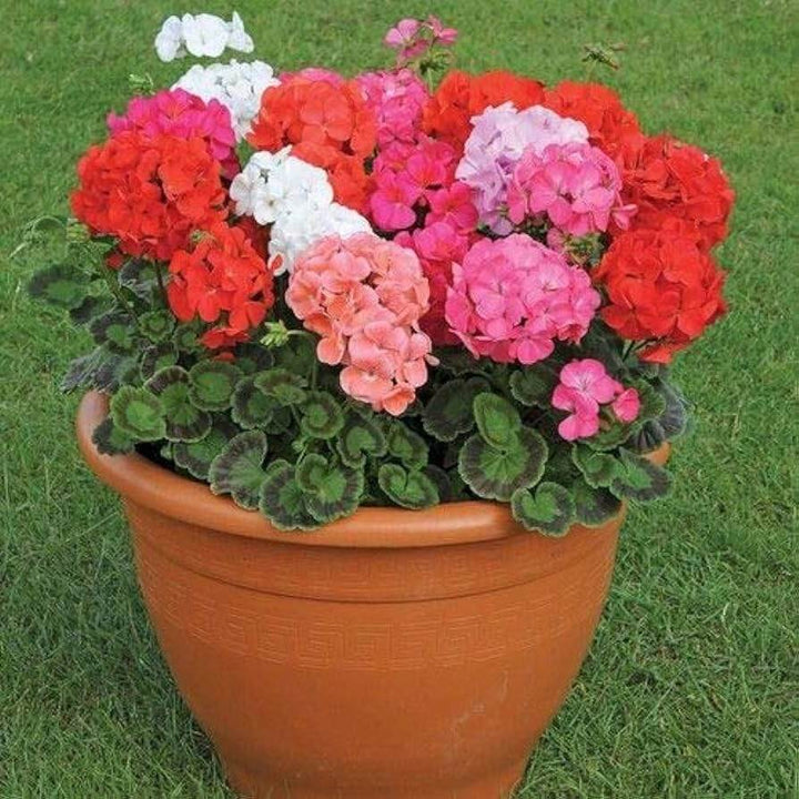 Perennial Geranium Flowers Seeds – Heirloom, Non-GMO, High Germination Seeds