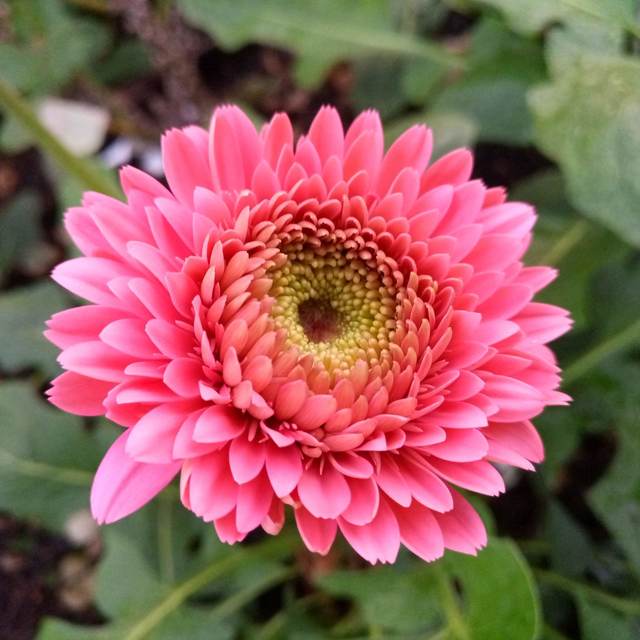 Pink Gerbera Flowers Seeds – Heirloom, Non-GMO, High Germination Seeds