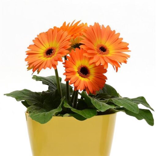 gerberamegarevolutionyelloworangebicolorfhybridimportedheirloomnongmohighgerminationorganicgarden flower seeds