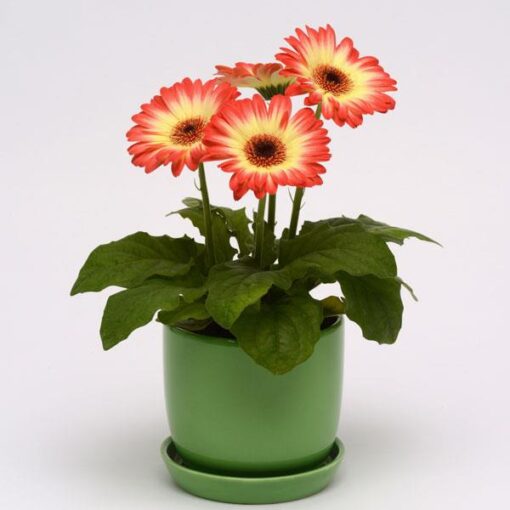 gerberaredlemonbicolorimportedheirloomnongmohighgerminationorganicgarden flower seeds