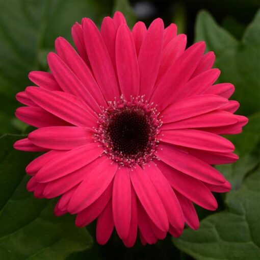 gerberabrightrosedarkeyeofimportedheirloomnongmohighgerminationorganicgarden flower seeds