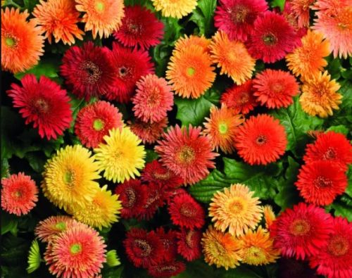 gerbera cartwheel flower seeds