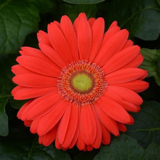 gerberacherrylighteyeofimportedheirloomnongmohighgerminationorganicgarden flower seeds
