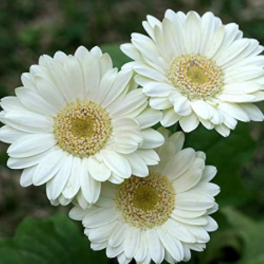 gerbera daisy flower seeds