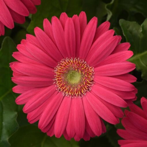 gerberadeeppinklighteyeofimportedheirloomnongmohighgerminationorganicgarden flower seeds