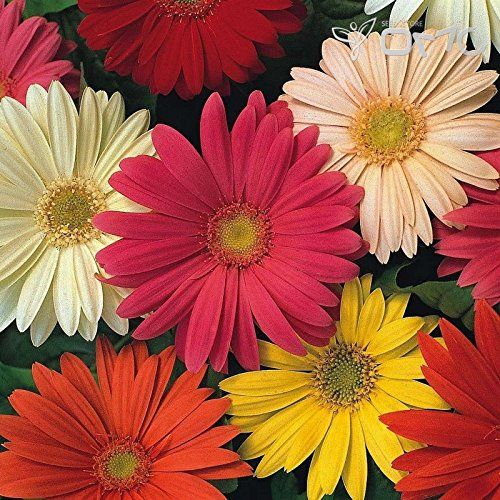 gerberajamesoniicaliforniagiantsimportedheirloomnongmohighgerminationorganicgarden flower seeds