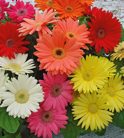 gerbera mega flower seeds