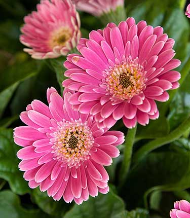 Pink Gerbera Flowers Seeds – Heirloom, Non-GMO, High Germination Seeds