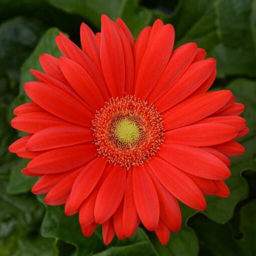 gerberaredlighteyeofimportedheirloomnongmohighgerminationorganicgarden flower seeds