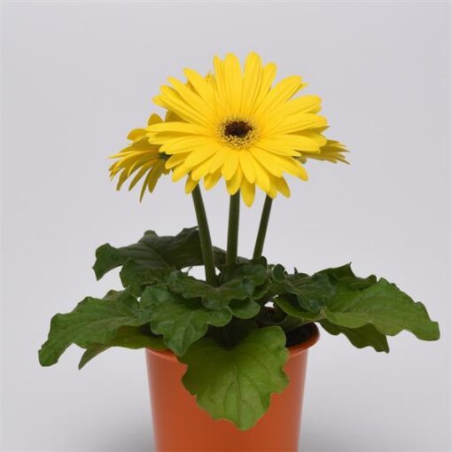 gerberayellowdarkeyeofimportedheirloomnongmohighgerminationorganicgarden flower seeds