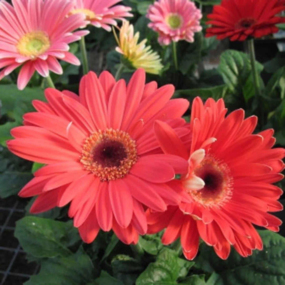 Red Gerbera Flower Seeds – Heirloom, Non-GMO, High Germination Organic Garden Seeds for Planting