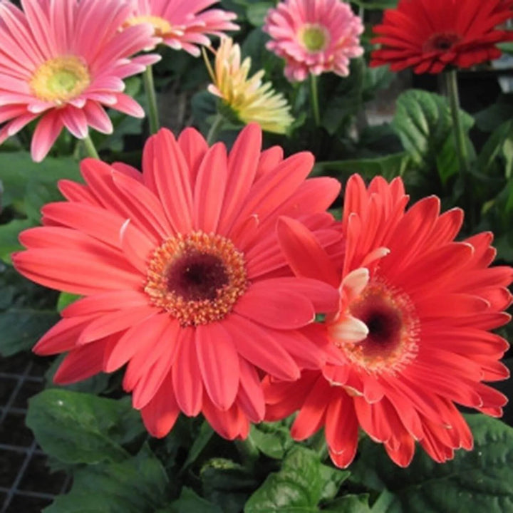 Red Gerbera Flower Seeds – Heirloom, Non-GMO, High Germination Organic Garden Seeds for Planting
