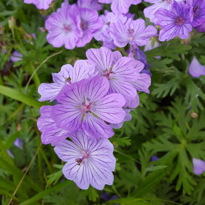 Purple White Geranium Flower Seeds Heirloom Non-GMO High Germination Organic Garden Seeds for Planting