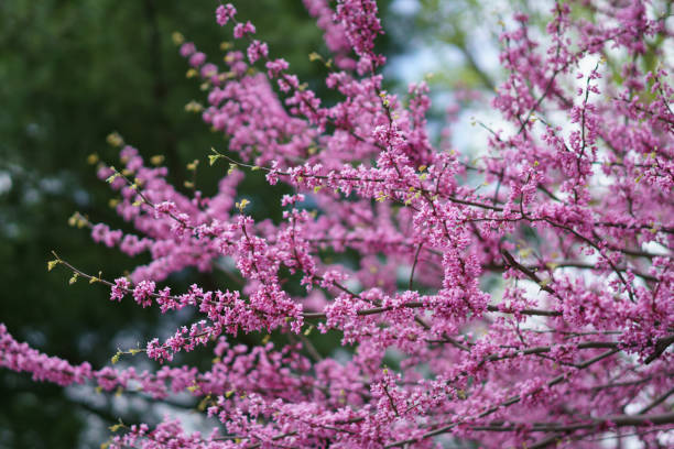 Pink Jacaranda Tree Seeds – Seeds for Planting, Heirloom, Non-GMO, High Germination Organic Garden Seeds