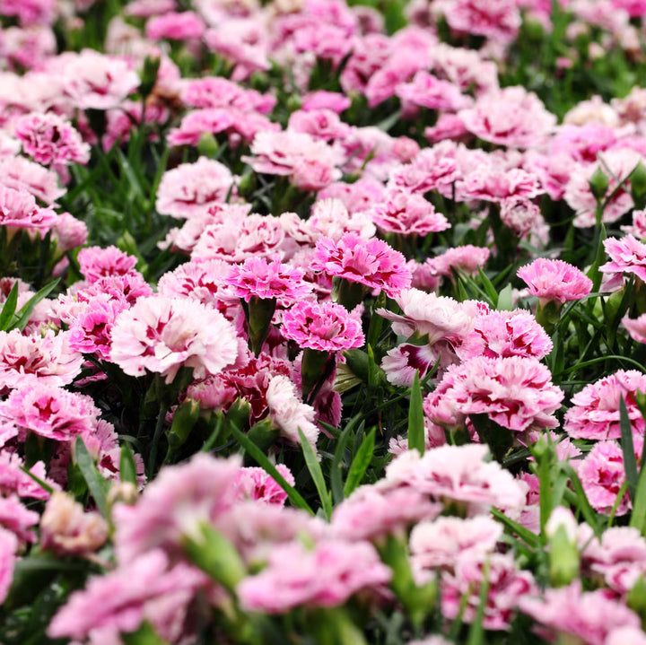 Pink Aster Flower Seeds Heirloom Non-GMO High Germination Organic Garden Seeds for Planting