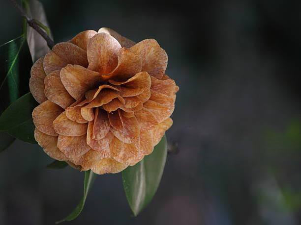 Camellia Flower Seeds Brown – Heirloom, Non-GMO, High Germination Seeds for Planting, Organic Garden Seeds