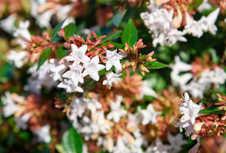 Abelia Flower Seeds for Planting – Heirloom Non-GMO, High Germination Organic Garden Seeds