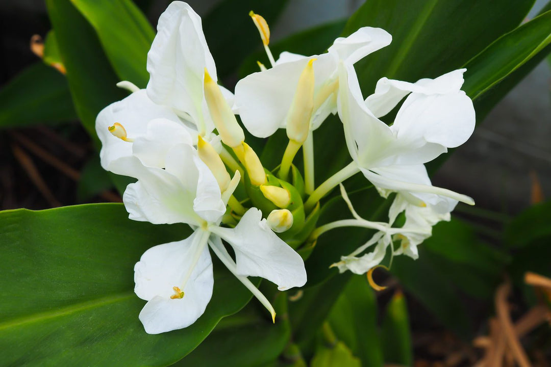 Hedychium Coronarium Flower Seeds – Heirloom, Non-GMO, High Germination Seeds