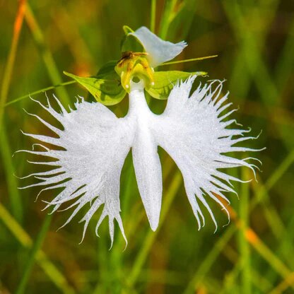 White Parrot Orchid Flower Seeds – Heirloom, Non-GMO, High Germination Seeds