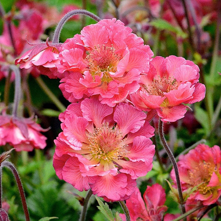 Pink Geum Flower Seeds – Heirloom, Non-GMO, High Germination Seeds