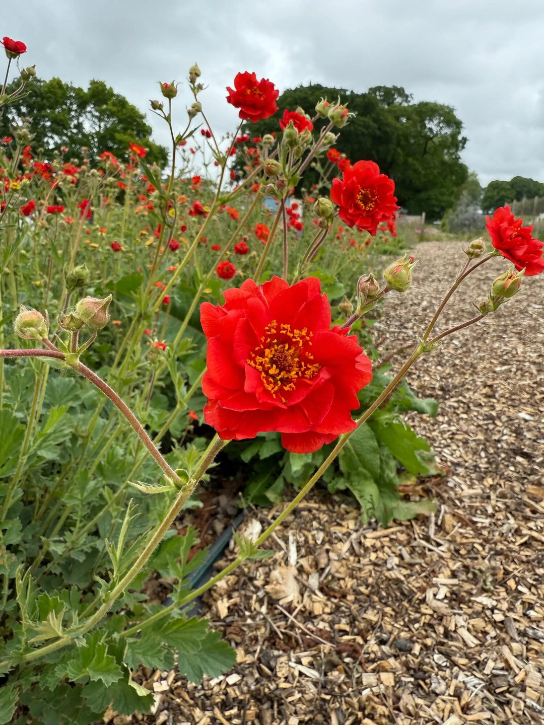 Red Geum Flower Seeds – Heirloom, Non-GMO, High Germination Seeds