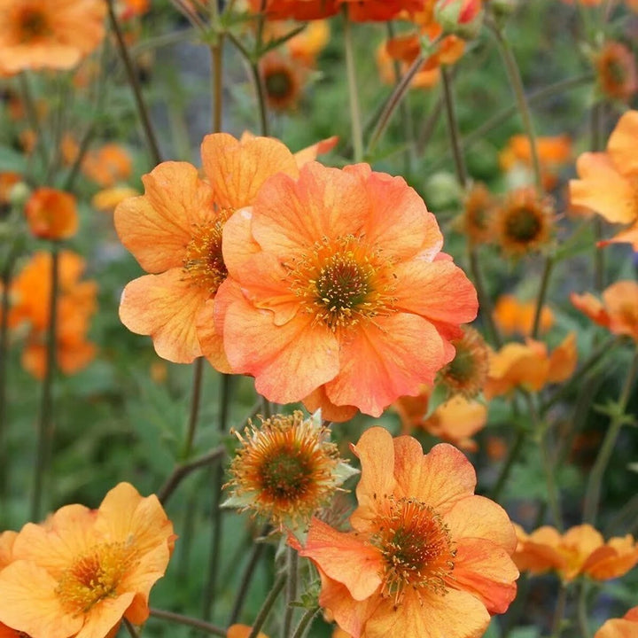 Orange Sanguisorba Blumensamen – Alte Sorte gentechnikfrei hohe Keimfähigkeit Bio-Gartensamen